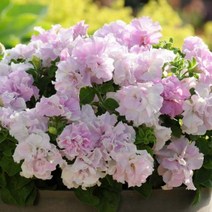 [씨앗]페츄니아(더블)-오키드미스트 20립