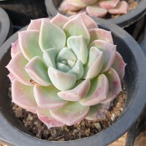 [수암다육] 핑크스팟 랜덤발송 Echeveria 'Pink Spot' 랜덤발송 다육 다육이 다육식물