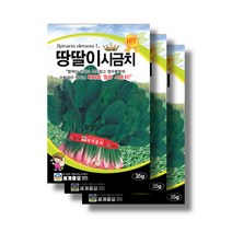 땅딸이 시금치 씨앗 35g x 3 월동 재래종 시금치 섬초, 35gx3
