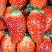 논산 딸기 대왕딸기 왕딸기 킹스베리 1kg 킹스베리딸기, 논산 산지직송 킹스베리딸기 1kg
