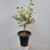 외목대 수형 칼라벤자민 중대형 45~60cm 149