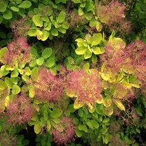 묘목/자엽안개나무(골든스피릿) 2ℓ화분 r355