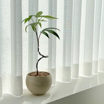 수풀플랜트 황칠나무, 황칠나무 일자수형, [독일토분] 항아리 그래니트 크림화이트, 1개