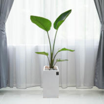 에코플랜트 실내공기정화식물 실내식물 거실화분 실내화분 [서울.경기 평일 당일배송][지방익일 택배도착 ]<토요일 오후 일요일 주문건 월요일배송>, 04. 극락조 흰색, 1개” class=”wr-img”></a></div></p></div></p></div></p></div><div class=