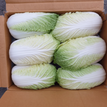 [영암상회]국내산 알배기배추 8kg내외 특 12포기 1box