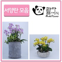 PFA014 은혼식 부모님 어버이날 서 양난 키우기 선물, 선물용 서양란, 10.샤니2(PFA022)
