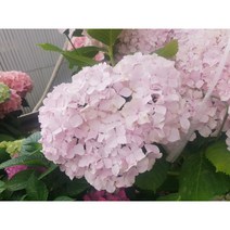 수국나무 수국묘목 수국모종 묘종 포트묘 꽃모종, 은하수, 1개