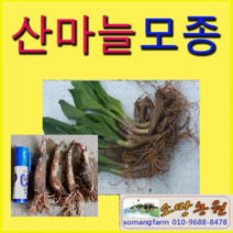 (W소망)산마늘모종(약6-7년생 종근)30촉 명이나물모종