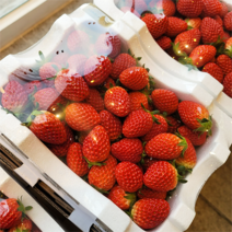 산지직송 첫수확 충남 논산 부여 고당도 설향 생 딸기 중대과 750g, 1개