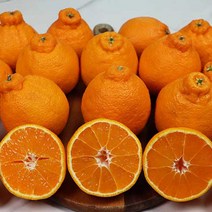 제주 노지 한라봉 미니 대과 특과 3종 크기선택 자연그대로 인위적인 재배 NO 5kg 10kg, 제주 자연 한라봉 특과 10kg 30-39과