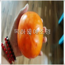 목하원예조경 감나무 단감나무 묘목 (차량) 접목1년특묘