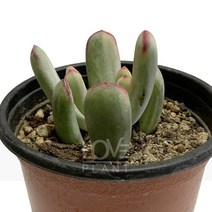 [꽃사랑식물나라] 복랑금 다육이 공기정화식물 식물키우기