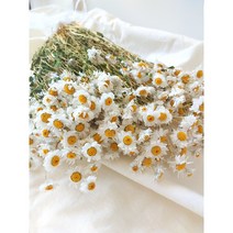 드라이플라워 로단세 노단새 로단체 로단테 종이꽃 소량판매, 핑크