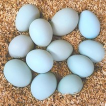 맛집사 무항생제 청계란 유정란 계란 특란 달걀 청란 청계 청계알 20구 40구