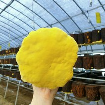 6시내고향 무농약 장수 상황버섯 300G (실속형), 1개