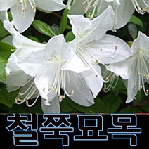 순희농장 철쭉나무(빨강 분홍 흰색) 묘목 30cm 5개묶음 18cm 10개묶음, 철쭉(30cm)흰색, 5개