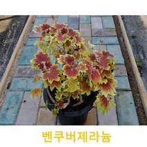 관엽/구근식물 벤쿠버제라늄(23cm) 1개(L0144)