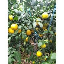 [제주에서 보내드려요] 고당도 제주도 제주 청정 황금향 귤 선물용 2.5kg 4.5kg, 2.5kg 14~18과