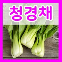 청경채씨앗 1500립 청경채씨 종자파종 베이비채소키우기, 1개