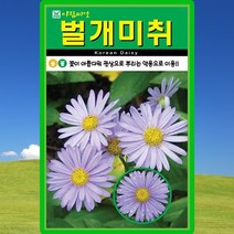 벌개미취 씨앗 벌개미취 씨 토종 약초 야생화 종자 500립, 단품