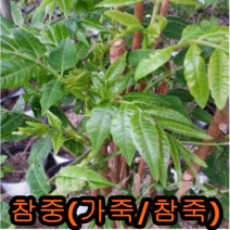 참중(참죽/가죽)나무 2년생특묘 5그루 나무 묘목 참중나무(가죽나무)