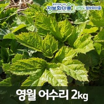 (인빌푸드)[예약판매]영월 어수리 나물 2kg, 단품