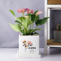 [캘리그라피 메세지화분-중형 정사각] 꽃보다 OOO, 크루시아