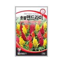 촛불맨드라미 50립 꽃씨앗 비름과 일년초 혼합, 단품
