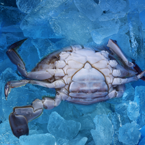 푸마담 꽃게 알배기 암게 숫게 제철 서해안, 4kg(11-16미)