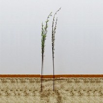 BSI437755[알스타#]조화나무2종, 버들이