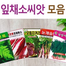 살아있는 씨앗 모음 채소씨앗 상추 쑥갓 궁채 유럽 치커리 루꼴라 치커리 청경채 시금치 파 양파 부추 도라지 곰취 더덕 곤드레 나물 내이 종자, D-천하중갑고양파 x 1개, 1개