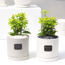 아침향기 공기정화식물 무광원형화분 금사철, 1개, (무광원형)화이트=금사철