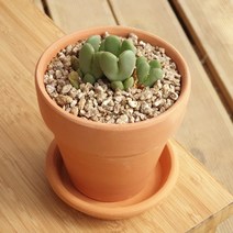 축전 다육이 심어진 토분화분