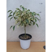 칼라벤자민/외목대/스트라이트벤자민