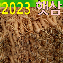 금산인삼아줌마 인삼 (A형)콩난발삼 500g 산지에서 발송 가정용 수삼, 콩난발(A형) 500g, 1개