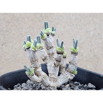 아프리카식물/모닐라리아 모닐리포메-3062 토끼귀 아프리카농장