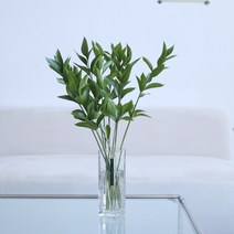 화화생활 수경재배 식물 공기정화식물 물꽂이, 1. 루스커스(10ea), 긴사각0618