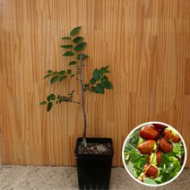 사과대추(사홍)나무 묘목 접목 화분묘, 1개