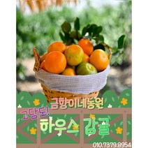 제주 선물 고당도 하우스감귤 추석선물 제철과일 3kg 5kg 선물용 가정용, 선물용중과, 1박스