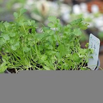 인테리어 식물 키우기 재배 모종 텃밭 심기 고수 셰프가든 화분 씨앗 반려, 단품