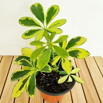 가재울무역 칼라홍콩야자 소 실내 공기 정화식물 청정식물 음지식물 집이건조할때 기쉬운식물 습도올리기 5034985ea, gajae31 본상품선택