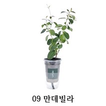 와이디무역 수경재배 실내공기정화식물 10종 물만 주시면 됩니다. 개업 축하 돌잔치 선물, 09_만데빌라