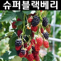 슈퍼블랙베리(v9) 근삽1년(뿌리) 3개/나무 묘목/과실수/유실수