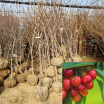 [모든원예조경] 체리나무 묘목 (좌등금) 결실주 분묘, 1개