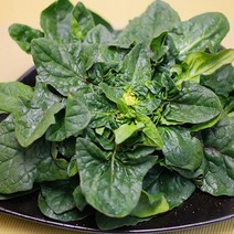 재래종 비금도 섬초(시금치) 1kg_실중량, 단품