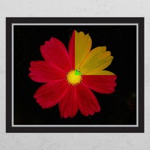 아트박스/꾸밈 ih330-Reversal Flower_창문그림액자_뮤럴시트지, A타입-내부창문형／이미지3
