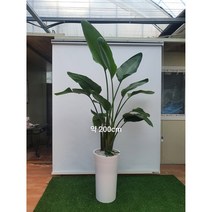 [한정특가 오투트리] 대형 화분 당일무료배송 공기정화식물 축하선물 개업선물 이사선물 승진선물 여인초, 10.여인초(200cm)