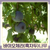 자두나무 묘목 흑자두 바이오체리 R3cm 결실주(분) 1개