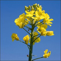 제주산 유채 씨 씨앗 종자 가을유채 500g 가을파종