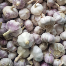 2023년 햇마늘 창녕마늘 대서마늘 통마늘 (산지직송), 1kg, 대, 1개